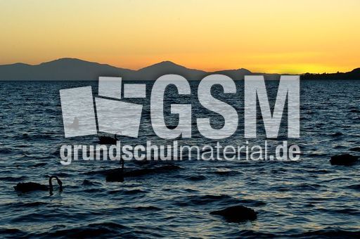 Trauerschwan (1 von 3).jpg